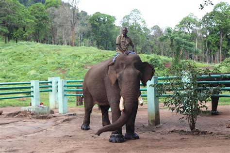 Celebrated kumki elephant Kaleem of Anamalai Tiger .